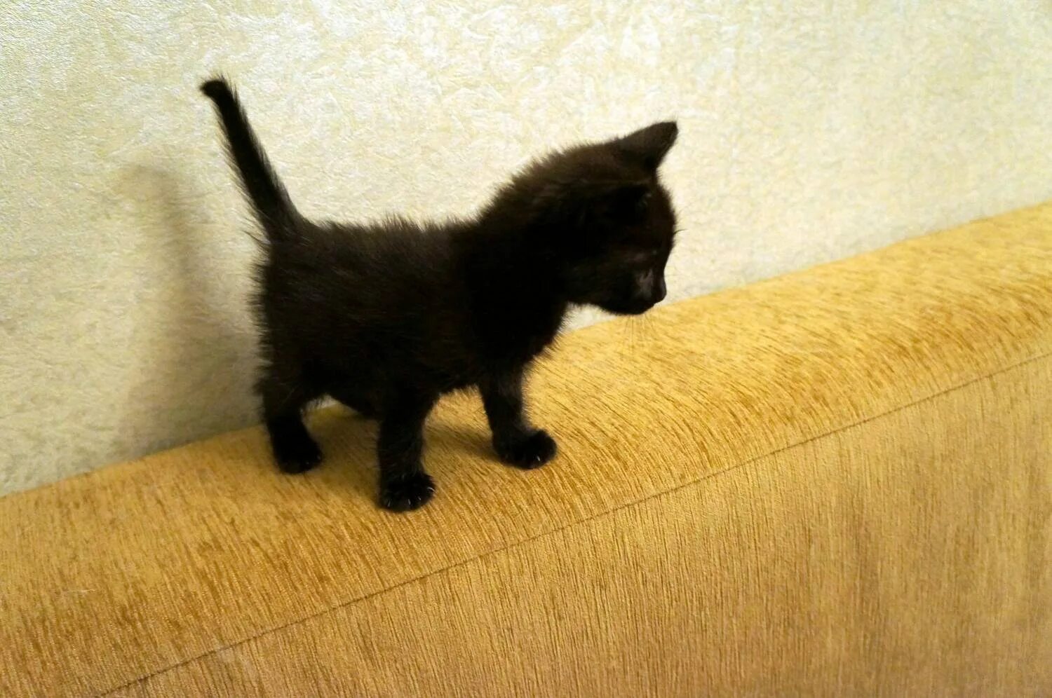 Купить котенка мальчика. Недорогие котята. Маленький черный котенок. Черный котенок 1 месяц. Кошки маленькие черные.