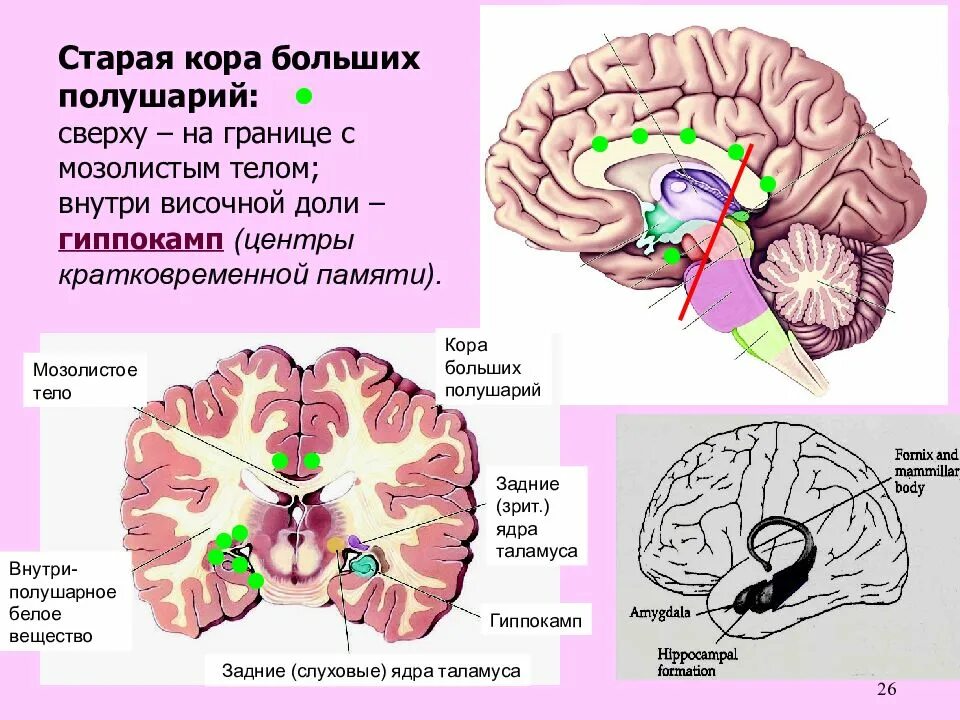 Слои коры полушарий головного мозга. Клюв мозолистого тела. Мозолистое тело головного мозга. Ядра мозолистого тела. 4 желудочек продолговатого мозга.