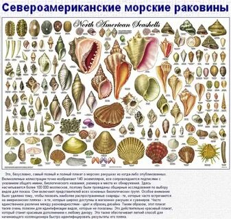 Название ракушек