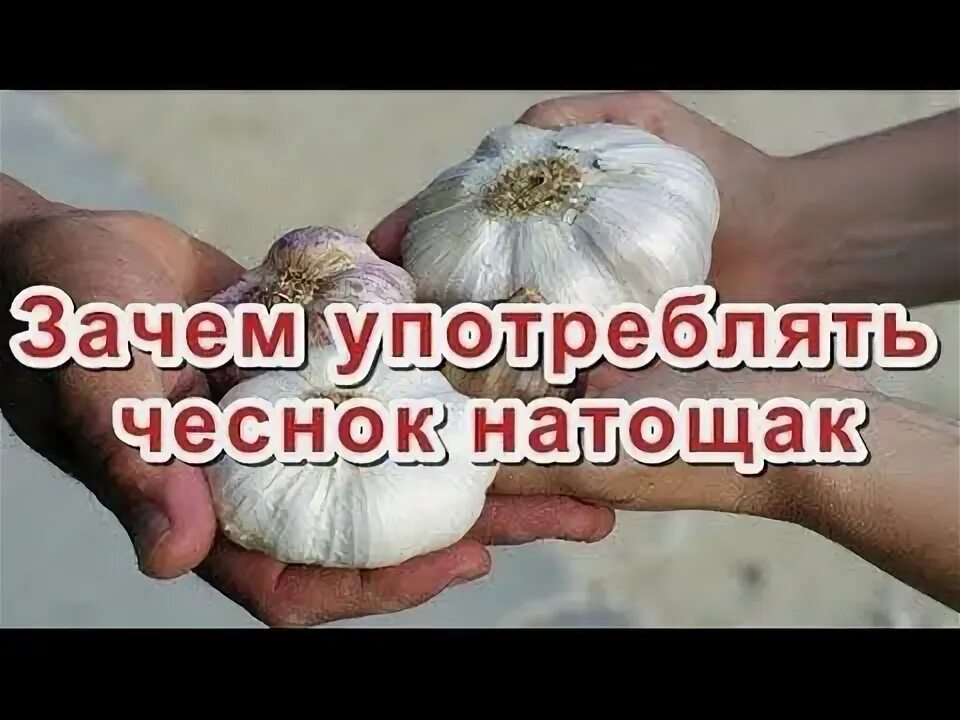 Чеснок на голодный желудок. Чеснок утром на голодный желудок. Чеснок натощак по утрам чеснок натощак по утрам. Чеснок природный антибиотик. Чеснок с водой натощак