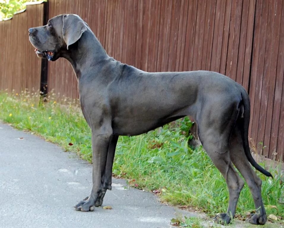 порода дог. датский дог датский дог датский. немецкий дог в добрые руки даром. нижний дог. немецкий дог циклон.