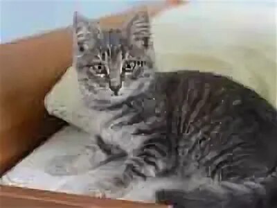 Котята в подольске в добрые