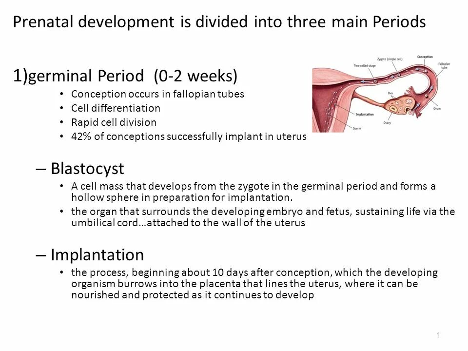 Postnatal period of ontogenesis. Prenatal period.