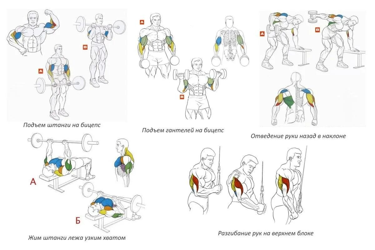 Упражнения для развития мышечной массы. Упражнения на бицепс в тренажерном зале для мужчин. Базовые упражнения для набора мышечной массы. План тренировок для набора мышечной массы с гантелями.