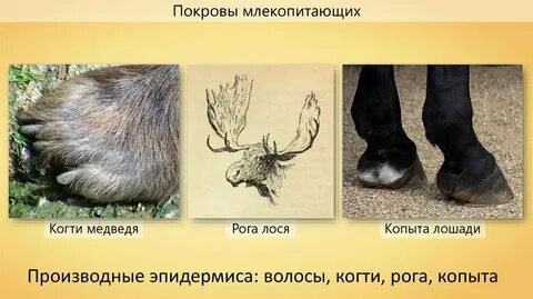 Кожа у большинства млекопитающих
