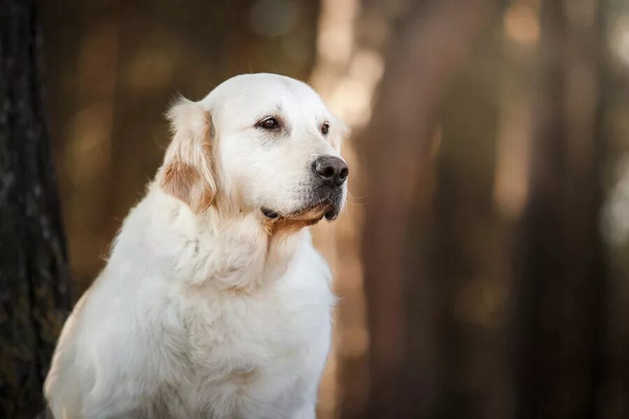 собачка золотистый ретривер. голден ретривер. голден ретривер на пляже закат. лабрадор голден ретривер. золотистый сеттер.