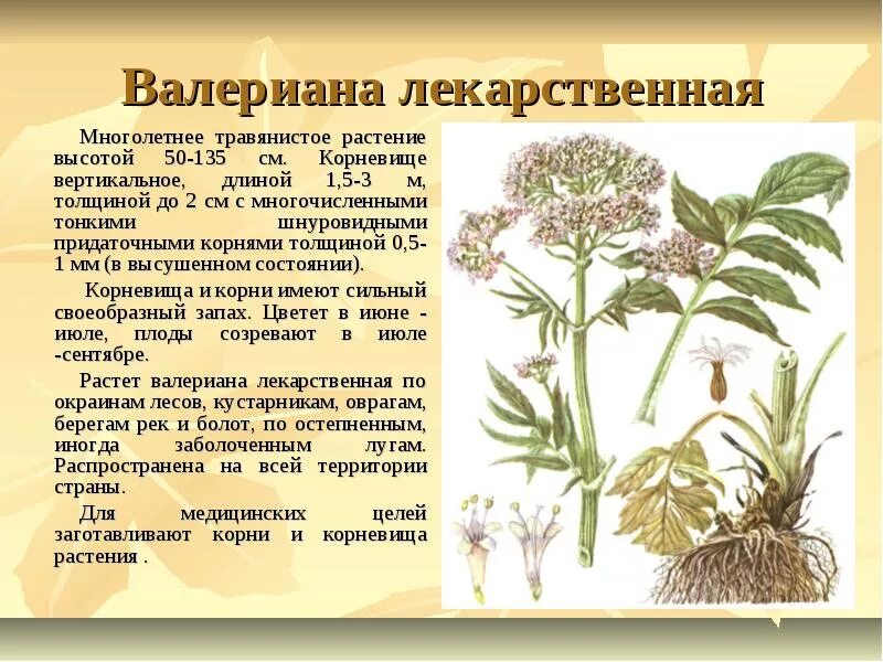 Валерьянка при грудном. Валериана клубненосная (Valeriana tuberosa). Валериана. (Valeriana officinalis). Валериана многолетнее растение. Соцветие валерианы.