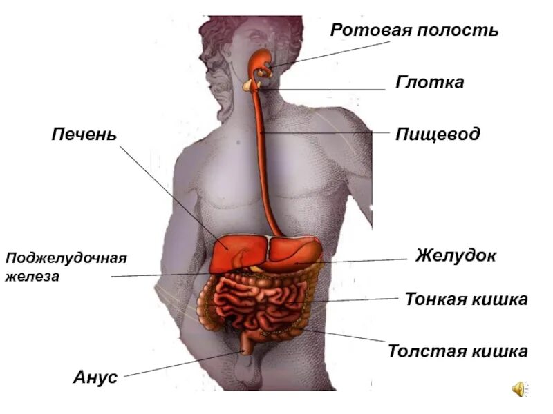 Пищевод печень толстая. Органы пищеварения. Ротовая полость глотка пищевод желудок.
