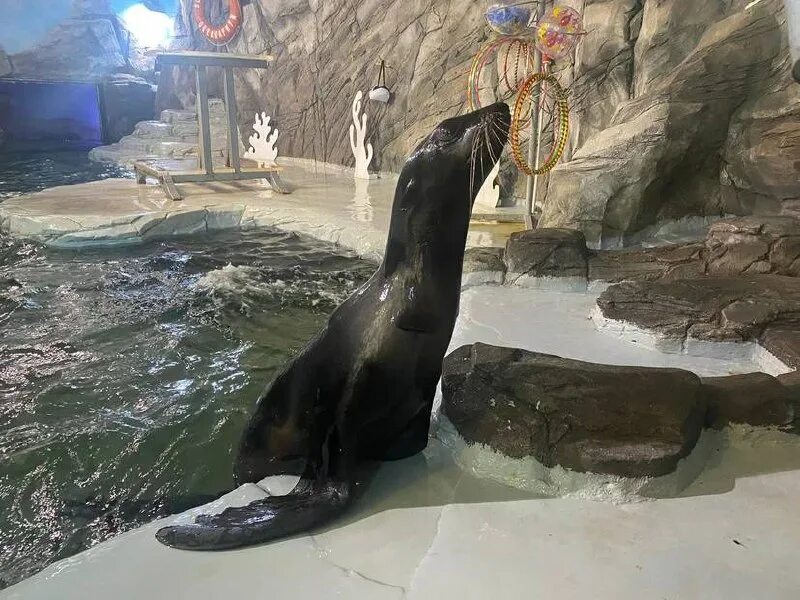 океанариум воронеж акула. воронежский океанариум песчаная акула. океанариум воронеж 2024. воронежский океанариум. океанариум воронеж 2024.