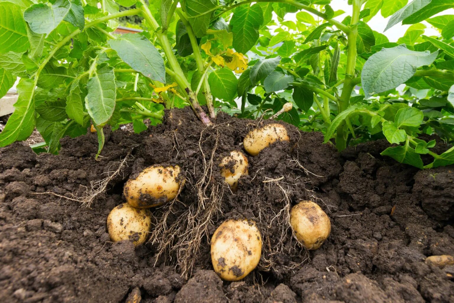 Вырастет ли картошка. Картофель куст. Картофель растет. Урожай картофеля. Разросшаяся картошка.