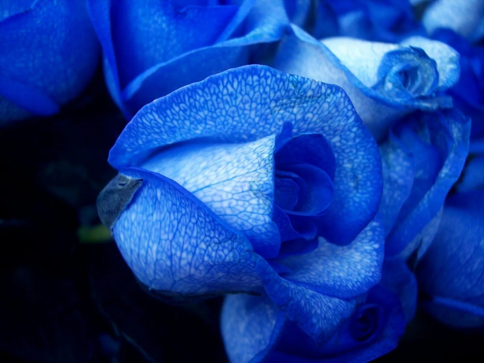 Фотография синего цвета. Голубая Перинея роза. Роза голубая Лагуна. Голубая Лагуна цветы. Синяя роза Иллиума.