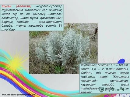 Жусан тараз