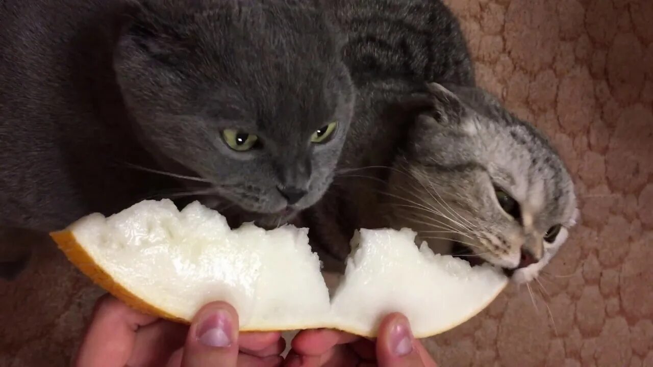 Кот есть сырую картошку. Коты едят фрукты. кошка дыня. кот кушает дыню. коты едят дыню.