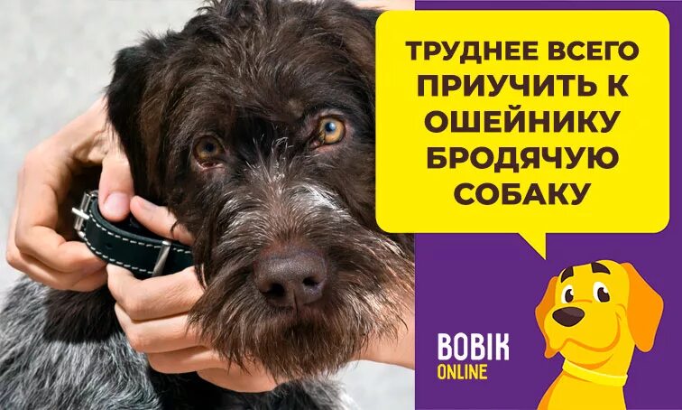 Как приручить взрослую собаку