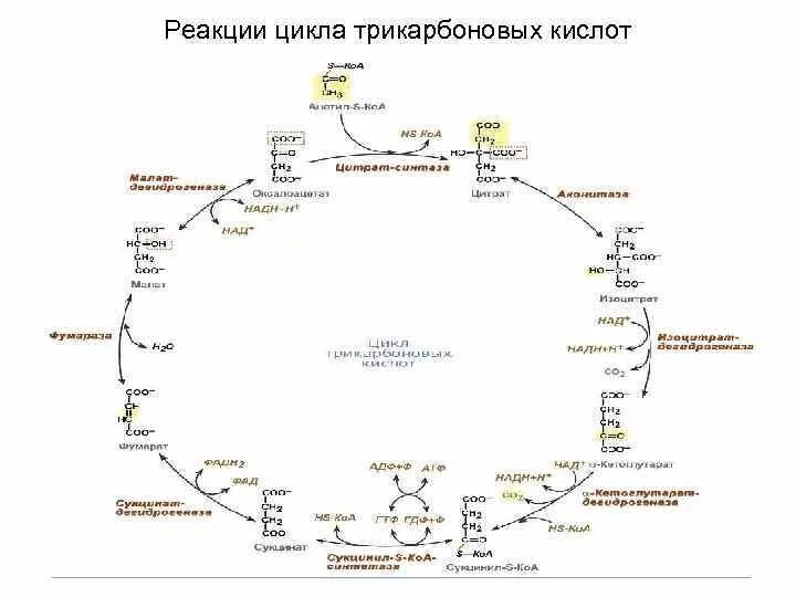 Цикл трикарбоновых кислот биохимия. Цикл трикарбоновых кислот реакции. Цикл Кребса реакции. Цикл трикарбоновых кислот с ферментами.