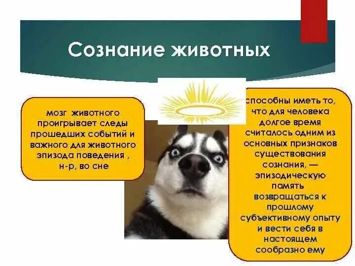 Познание животных