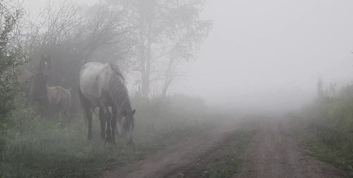 Ранним утром уходили. Лошадь в тумане. Скакуны в тумане. Утро туман лошади. Лошади в тумане картины.
