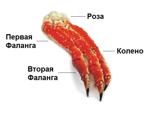 Камчатский краб 1 фаланга. Строение Камчатского краба. Фаланги Камчатского краба. Клешни краба Камчатского строение. Камчатский краб части