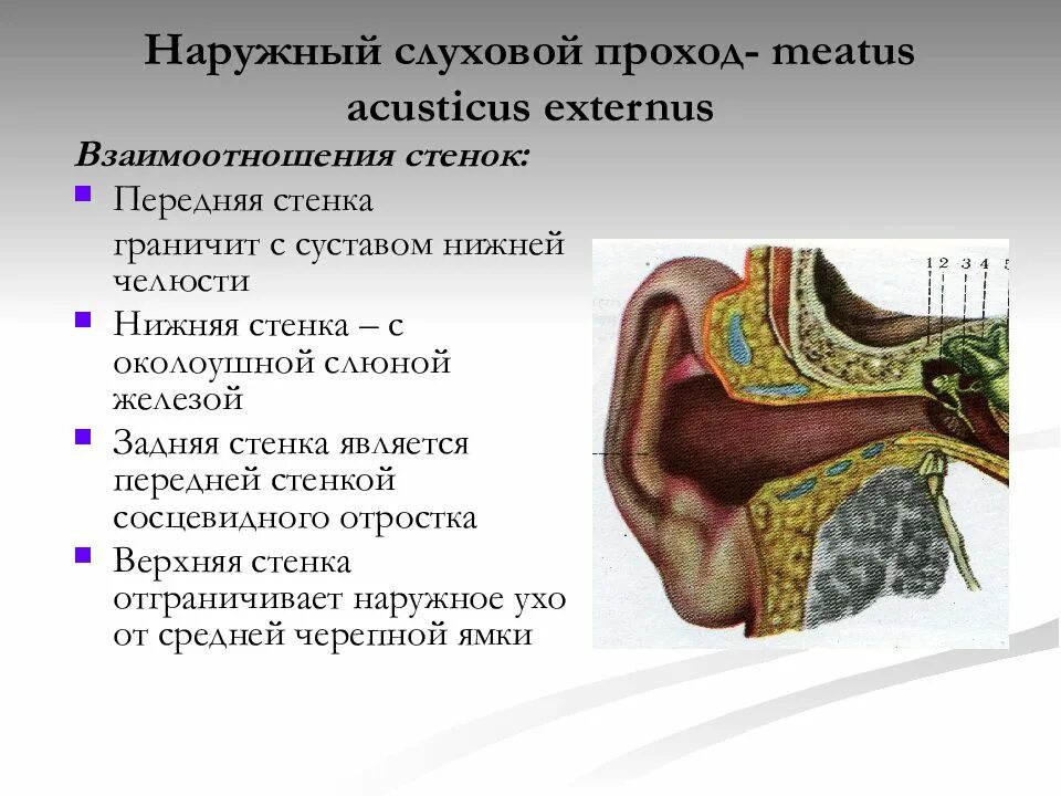 Анестезия наружного слухового прохода. Строение уха и ушной раковины. Топография наружного уха стенки. Верхний слуховой проход. Слуховой проход серная пробка.