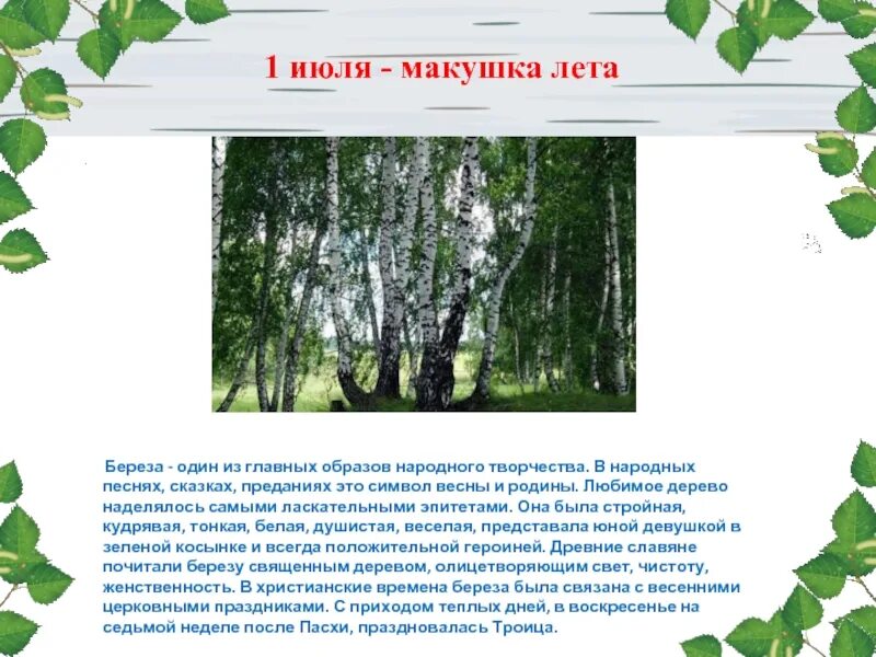 Береза одно из самых распространенных и любимых. Образ березы. береза символ весны. береза в русском народном творчестве. сказка о березе.