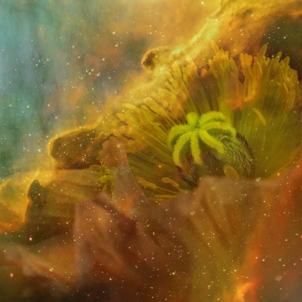 Цветы в ультрафиолете крейг берроуз. Цветы космос. Пабло будасси. Космическая трава. Вселенная цветы.