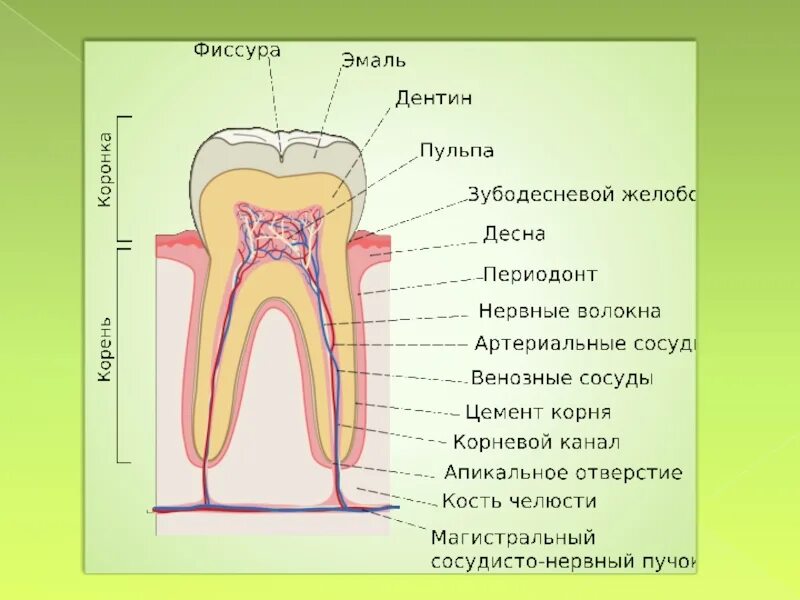 Строение зуба. Строение зуба человека. Зубы анатомия названия. Структура зуба.