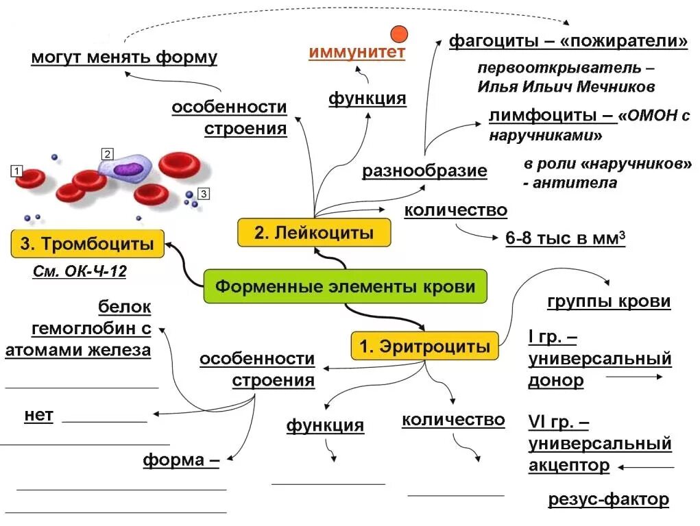 Кровь биология 11 класс. Опорный конспект кровь. Интеллект карта форменные элементы крови. Ментальная карта внутренняя среда организма. Опорный конспект по теме кровь 8 класс.