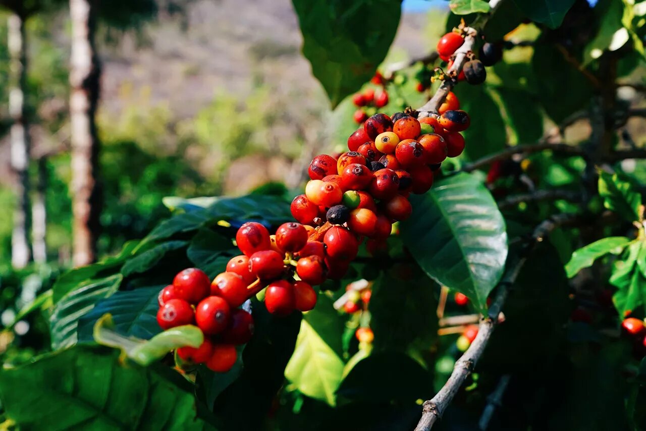 Гватемала кофейные плантации. Кофе Арабика Гватемала. Кофейное дерево Арабика. Ягоды кофе Арабика.