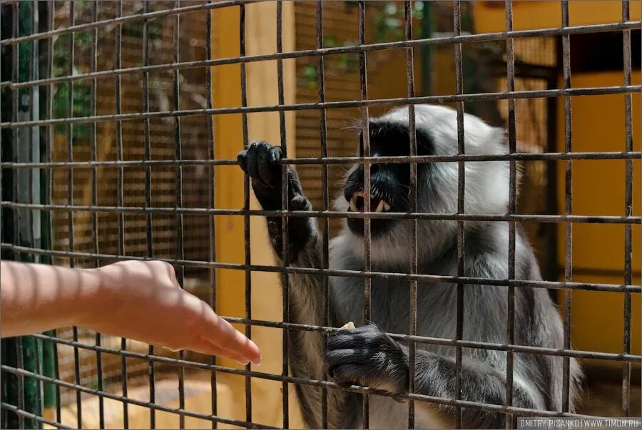 Манка парк. Monkey park тенерифе. парк обезьян в москве. монки парк канары. манки парк москва.