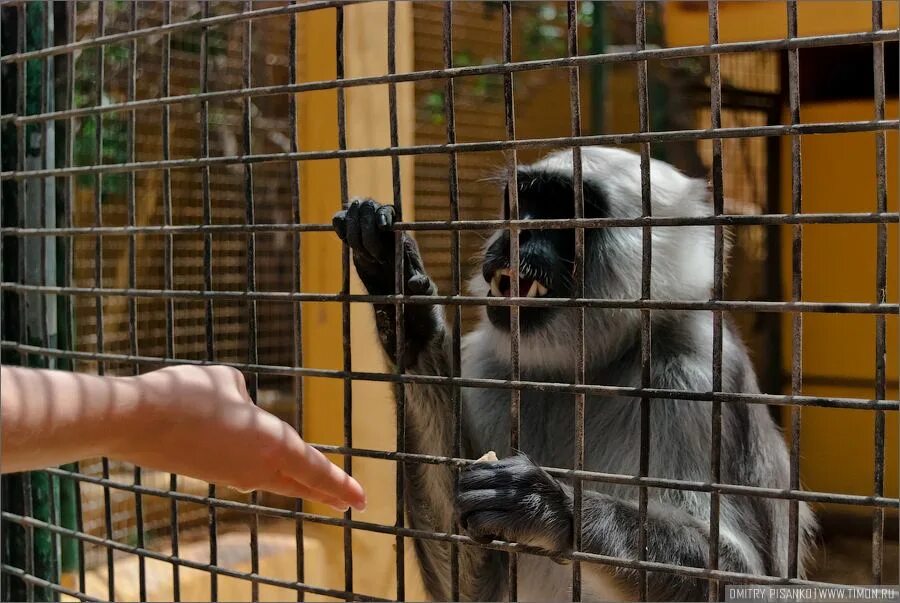 Обезьяны спб. Monkey Park Тенерифе. Парк обезьян в Москве. Монки парк Канары. Манки парк Москва.