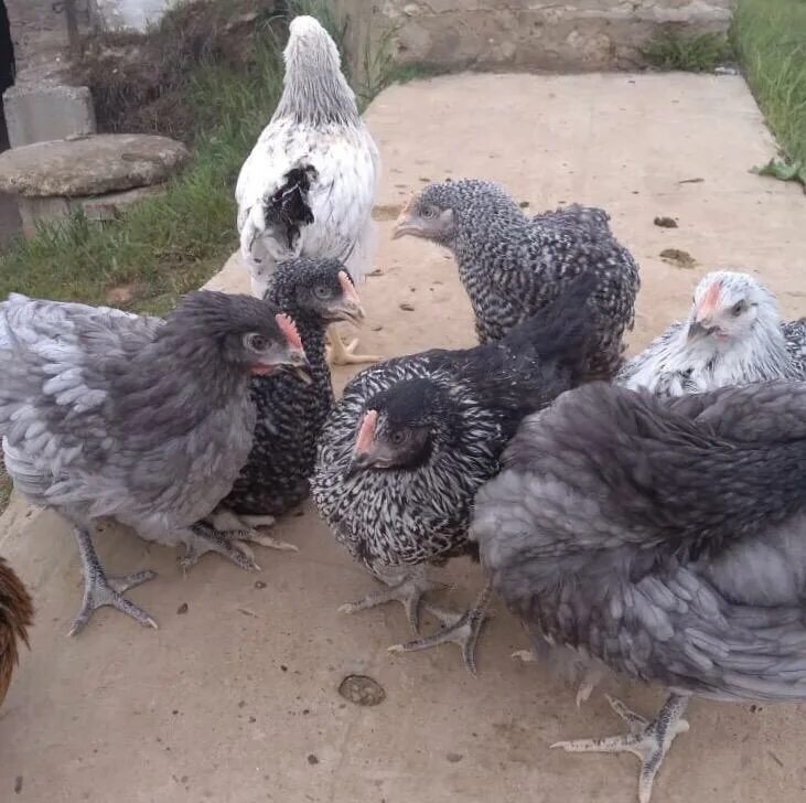 Доминант серый. Доминант серый. Куры доминант крапчатый. Куры несушки доминант 107. Доминант дымчатый куры.
