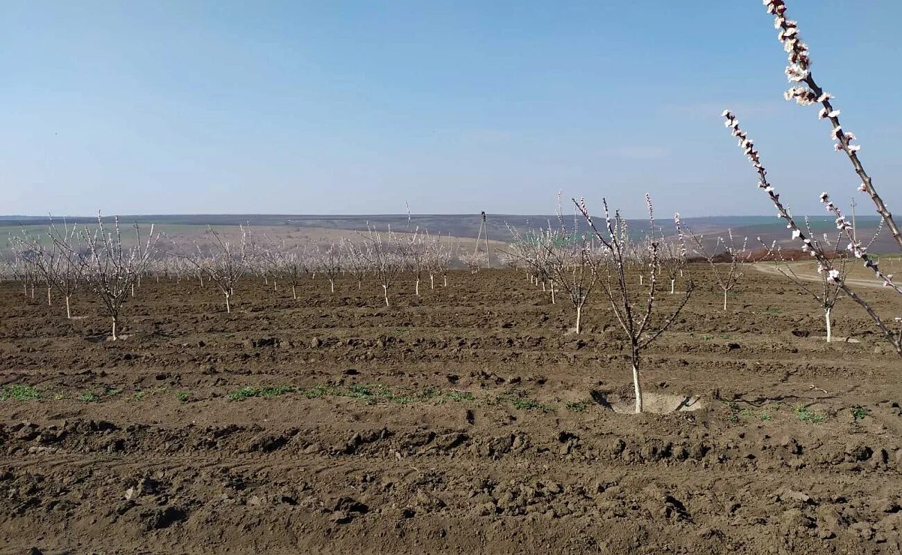 Погода в гайдарах. Погода в гайдарах. Пшеница гагаузии. Засуха в винограднике. Погода в гайдарах.