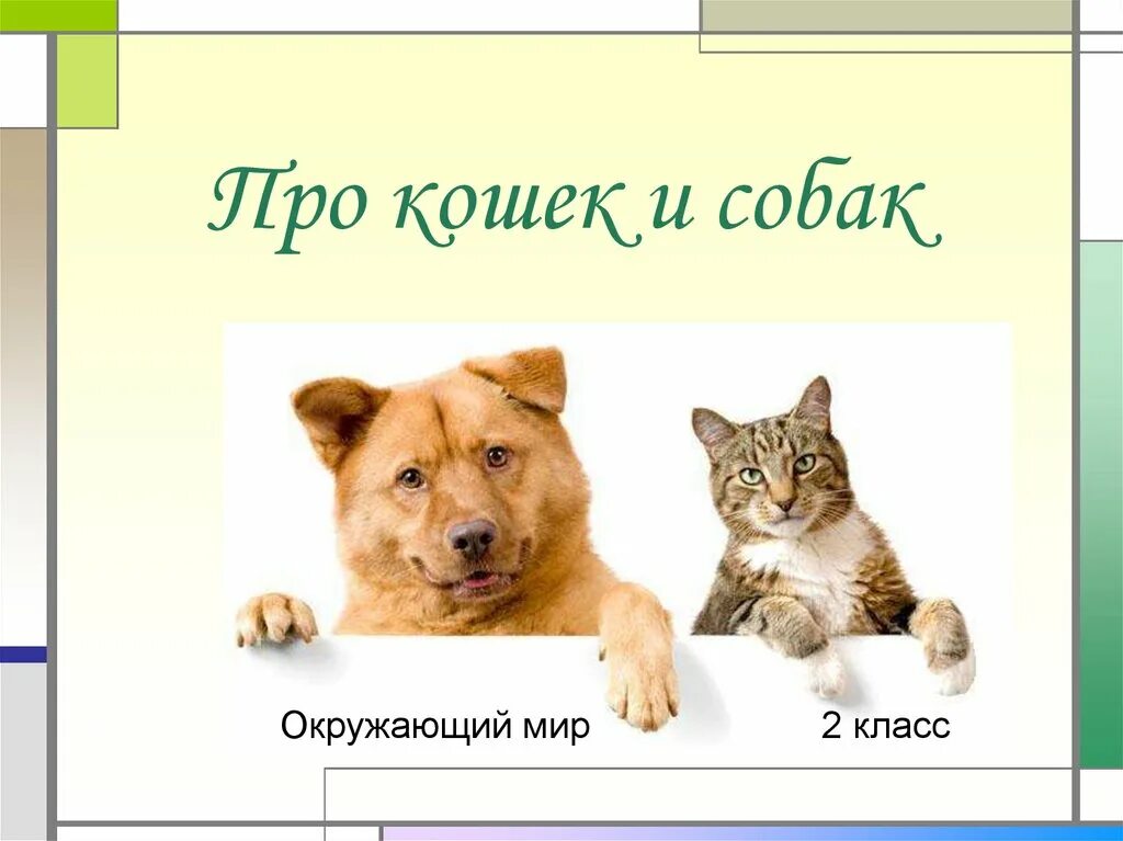 Класс собаки кошки. Кошки и собаки для презентации. Проект про кошек и собак. Про кошек и собак 2 класс. Окружающий мир про кошек и собак.