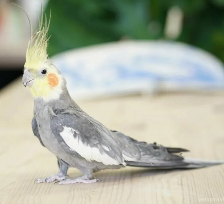 Коричный окрас кореллы. Корелла попугай серый серый. Корелла-нимфа. Корелла-нимфа. Попугай корелла белый с серым.