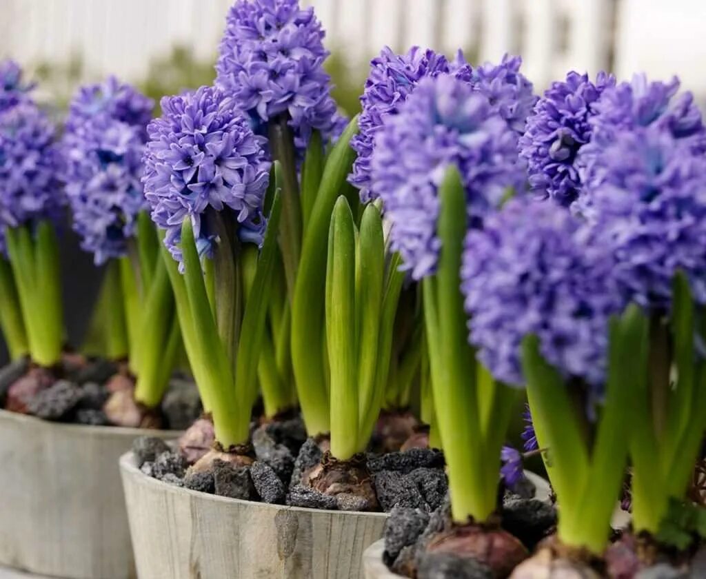 цветок горшечный гиацинт. гиацинт микс. гиацинты 3 луковицы в горшке. гиацинты цветы в горшках. гиацинт дома можно ли.
