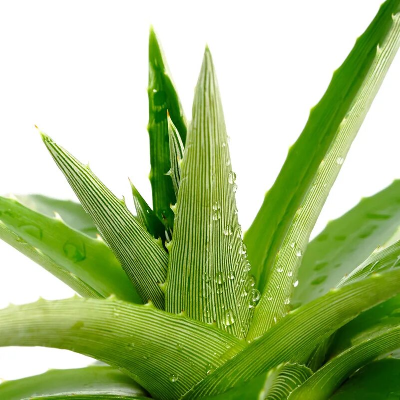 Алоэ барбаденсис миллер. Алоэ деми. Aloe dhufarensis.