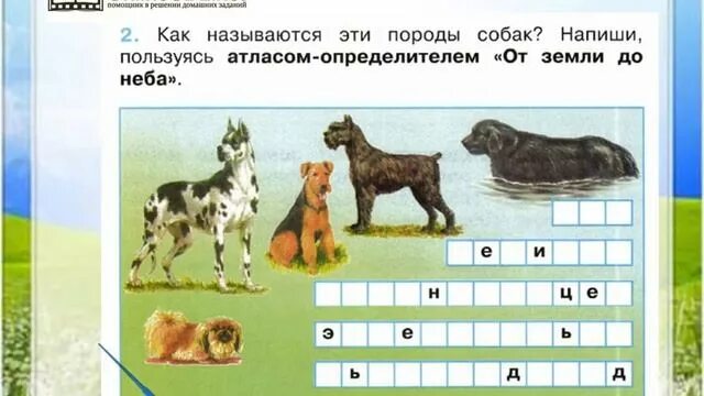 Окружающий мир 2 класс породы. Породы кошек и собак окружающий мир. Про кошек и собак 2 класс окружающий мир рабочая тетрадь. Породы собак окружающий мир 2. Породы собак окружающий мир 2 класс.