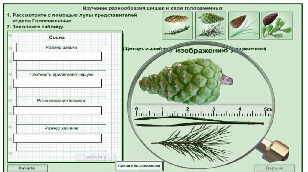 Строение хвои голосеменных растений. Изучение строения голосеменных растений. Строение голосеменных растений 7 класс биология. Строение шишек голосеменных растений. Биология лабораторная работа 5 класс тема выявление