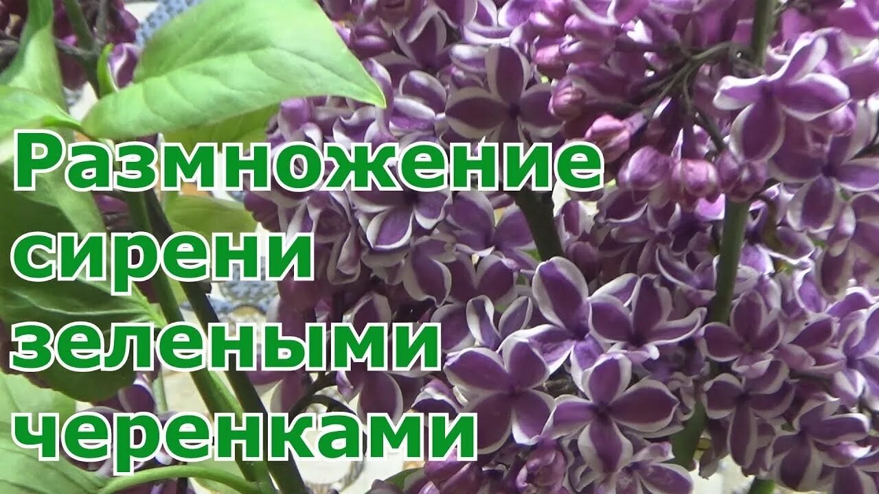 Прививка сирени. Привой сирени. Черенковать сирень. Сирень привитая. Стебель сирени.