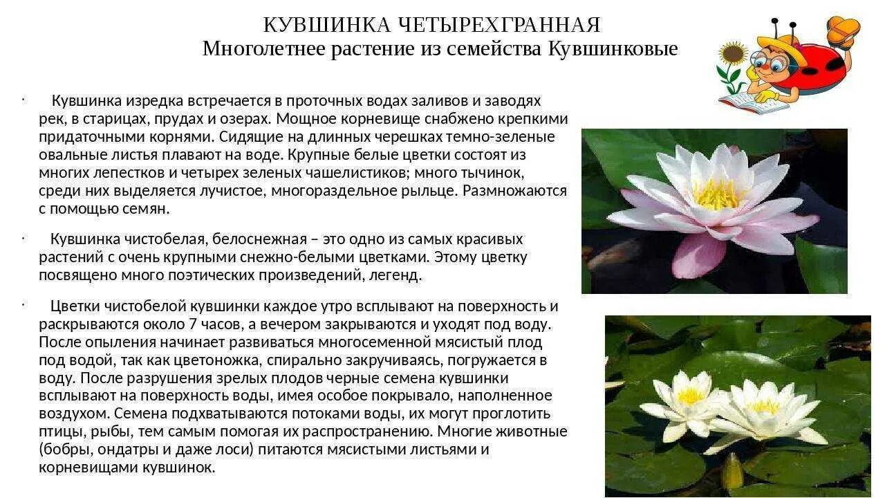 Описание цветка кувшинка белая. Кувшинка белая водяная лилия сообщение. Кувшинки текст егэ. Кувшинка белая красная книга краснодарского края. Доклад растение кувшинка белая водяная лилия.