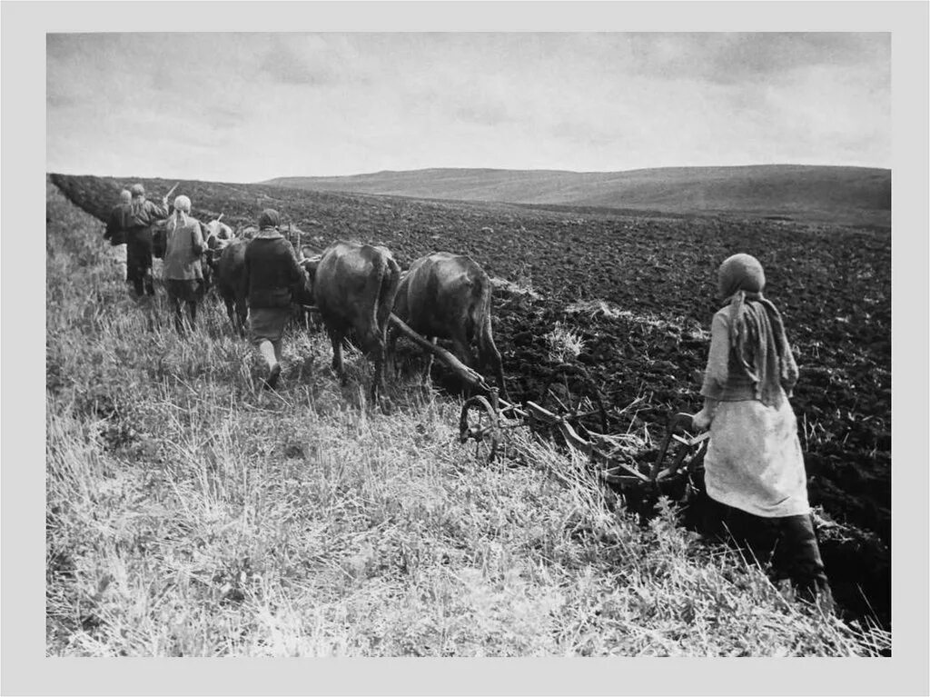 Сельское хозяйство в годы войны 1941-1945. Сельское хозяйство труженицы тыла в годы Великой Отечественной войны. Сельское хозяйство Татарстана в годы Великой Отечественной войны. Сельское хозяйство СССР после второй мировой войны. Труженик собранный