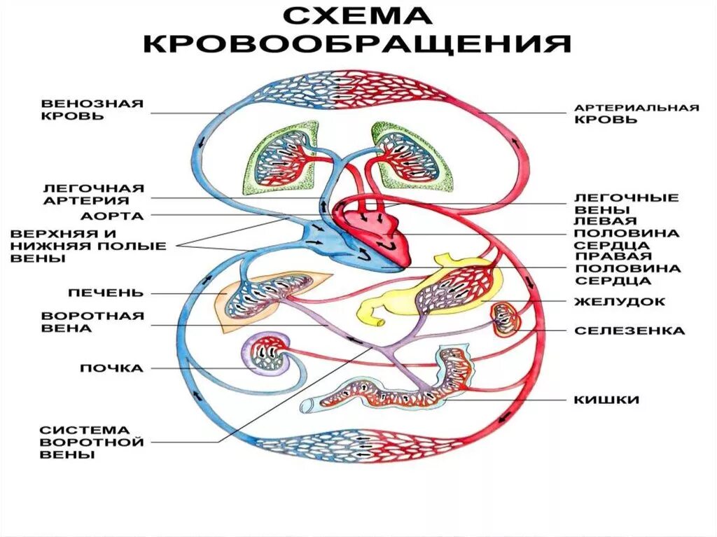 Круги кровообращения схема. Строение кругов кровообращения. Большой круг кровообращения схема. Большой и малый круг кровообращения анатомия.