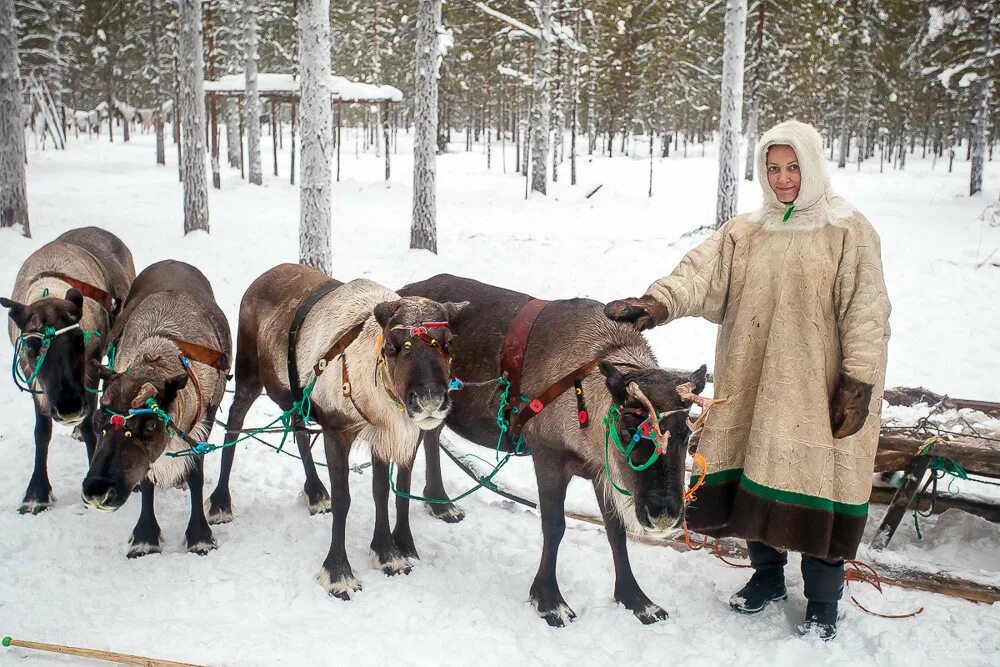 Малица ижемских оленеводов. В гости к оленеводам. Русский в гостях у оленеводов. Оленевод Бельдыев. Газета пинежье