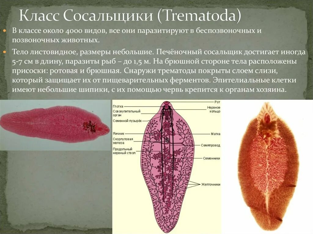 Печеночный сосальщик и двуустка. Печеночный сосальщик печеночный. Печёночный сосалочник. Печеночный сосальщик Тип класс.