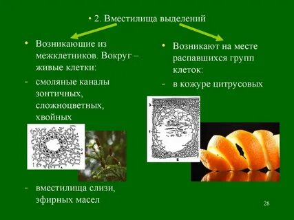 Околоплодник хромосомный набор