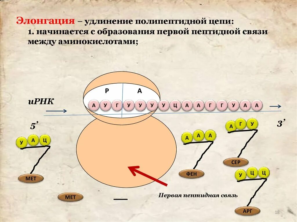 Трансляция биология это. Элонгация биосинтеза белка. Элонгация белка. Элонгация синтеза белка. Этапы биосинтеза белка элонгация.