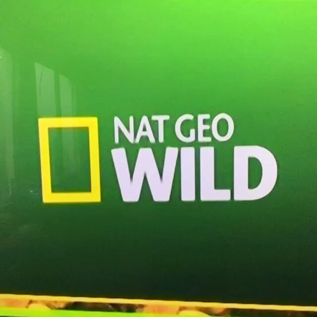 Nat geo Wild. Nat geo Wild прямой эфир. Нат Гео вайлд заставка. Канал дикий прямой эфир