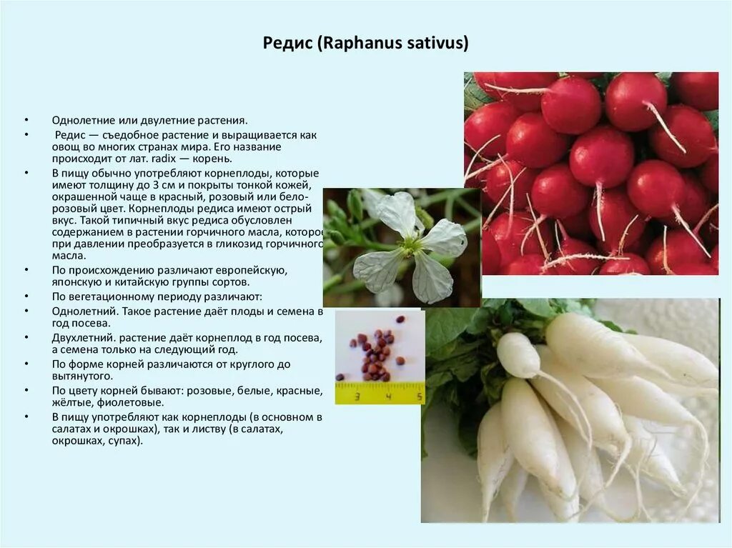 Томат или помидор однолетнее или многолетнее травянистое. Редька корнеплод характеристика. Внешнее строение редиса. Редис двулетнее растение.