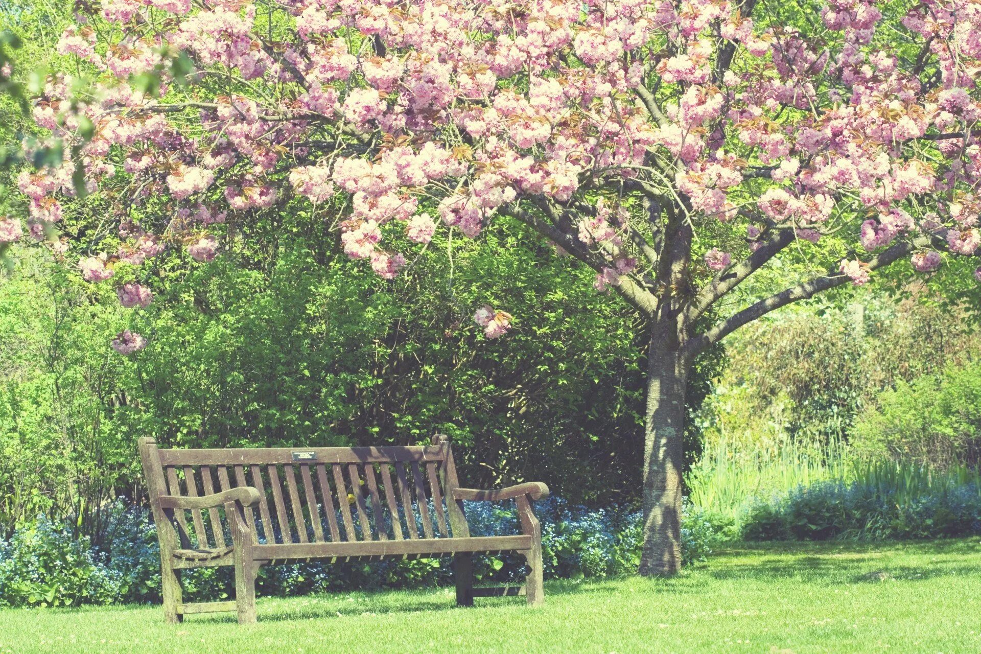 Весенний сад (Spring Topiary Garden). Вишневый сад фон. Вишневый сад Чехов фон. Вешний сад Чехов. Что случилось с вишневым садом