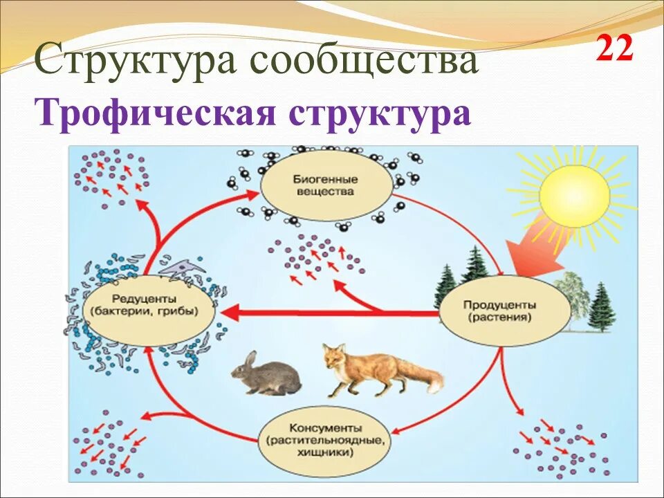 Роль продуцентов в природном сообществе. Структура экосистемы трофическая структура. Структура экосистемы схема 9 класс биология. Трофическая структура биоценоза 9 класс. Круговорот энергии в экосистеме.